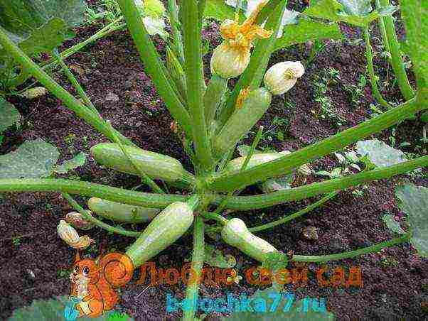 zucchini which varieties are better