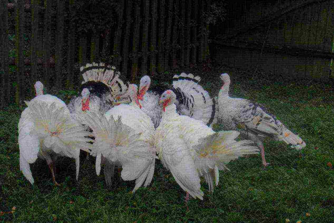 how long to grow turkeys at home