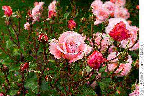 how to store open-rooted roses before planting