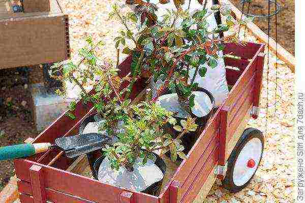 how to store open-rooted roses before planting