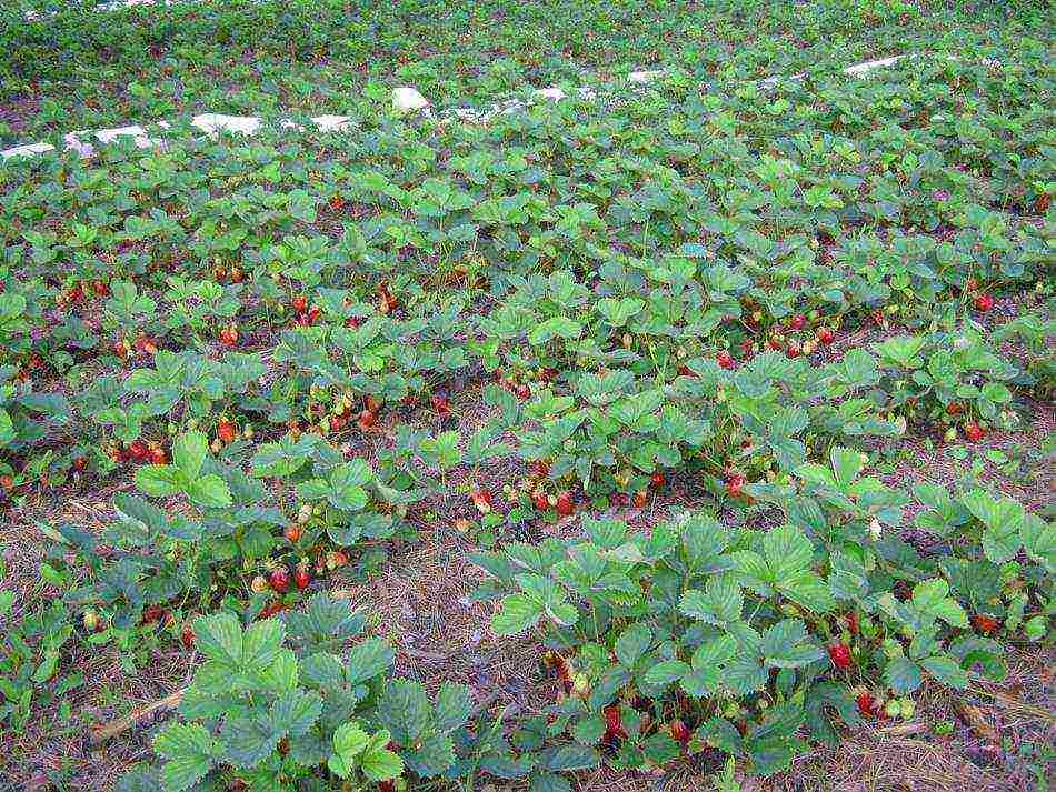 how best to grow strawberries in high beds