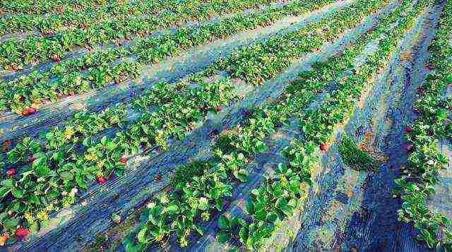 kung paano pinakamahusay na palaguin ang mga strawberry sa mataas na kama