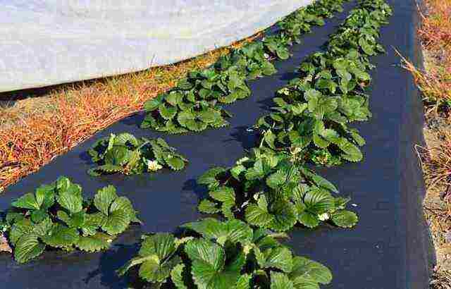 how best to grow strawberries in high beds