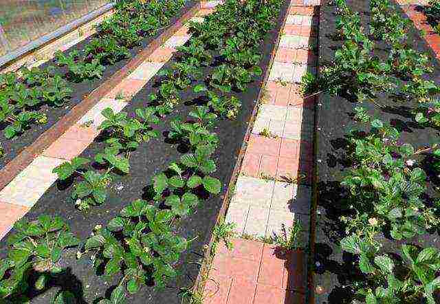how best to grow strawberries in high beds