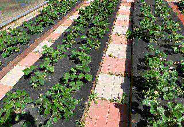 kung paano pinakamahusay na palaguin ang mga strawberry sa mataas na kama