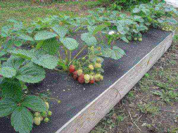 kung paano pinakamahusay na palaguin ang mga strawberry sa mataas na kama