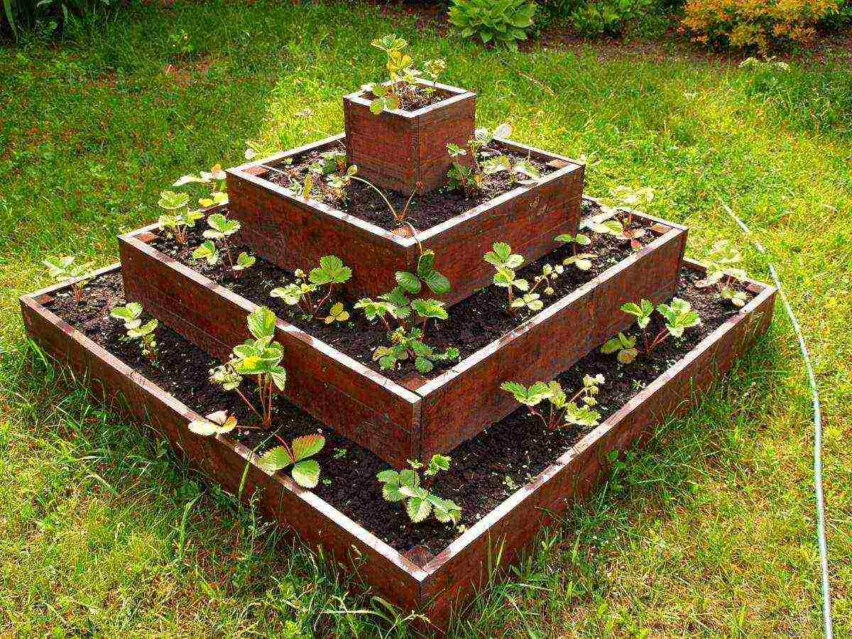 how best to grow strawberries in high beds