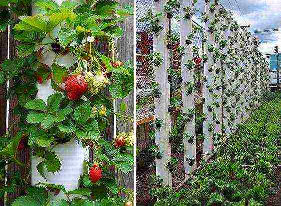 kung paano pinakamahusay na palaguin ang mga strawberry sa mga bag o kahon