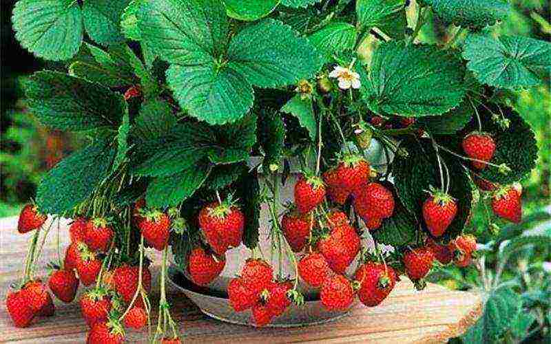 how best to grow strawberries in bags or boxes
