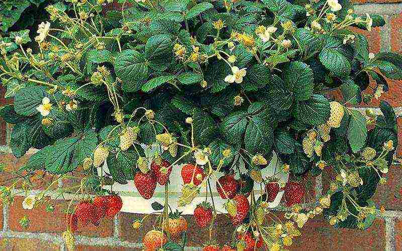 how best to grow strawberries in bags or boxes