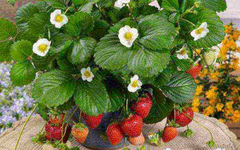 how best to grow strawberries in bags or boxes