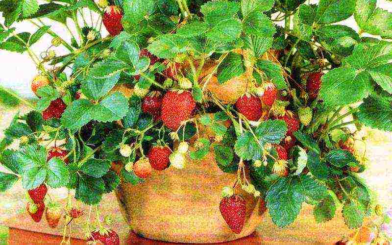 how best to grow strawberries in bags or boxes