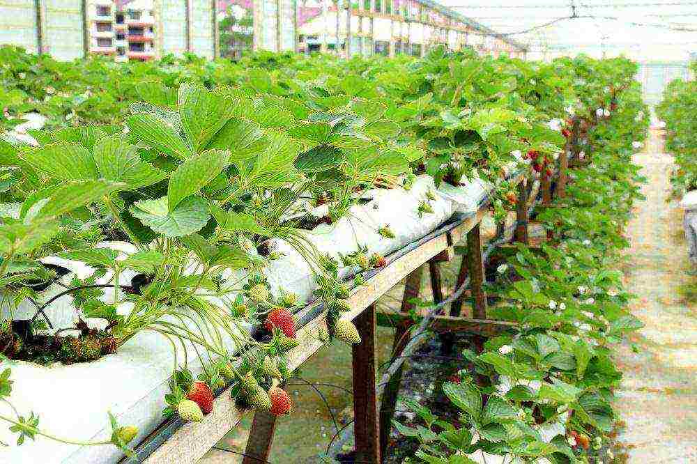 kung paano pinakamahusay na palaguin ang mga strawberry sa mga bag o kahon