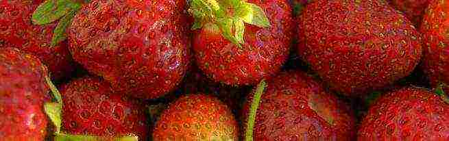 how you can grow strawberries at home