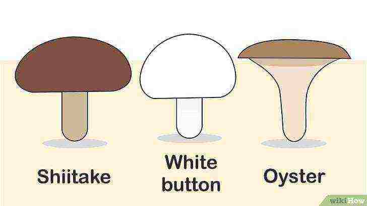 kako naučiti uzgajati gljive kod kuće