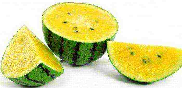 what is the name of the field in which watermelons are grown