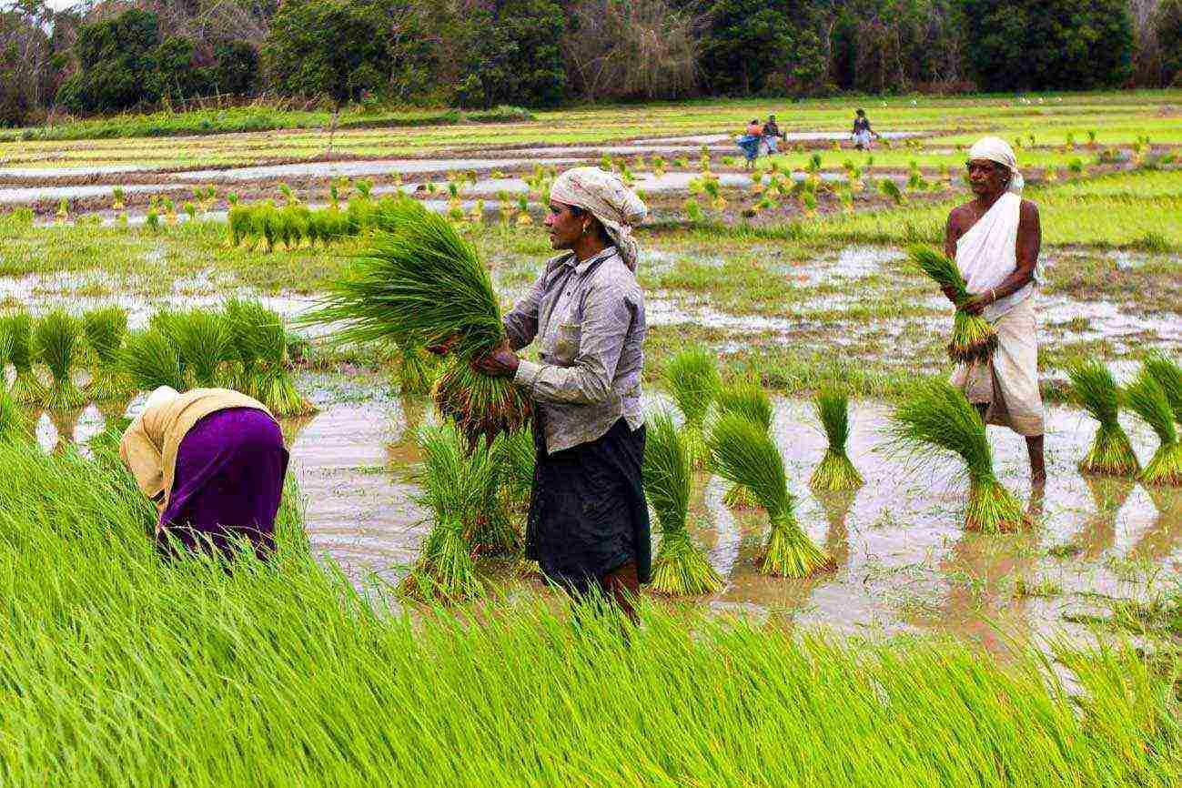 bilang mga dalubhasa na nagtatanim ng palay ay tinawag