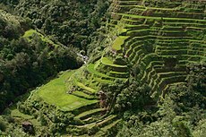 bilang mga dalubhasa na nagtatanim ng palay ay tinawag