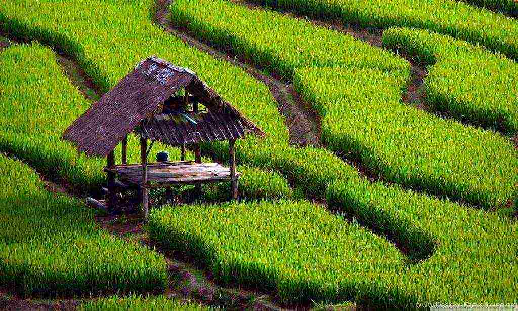 bilang mga dalubhasa na nagtatanim ng palay ay tinawag