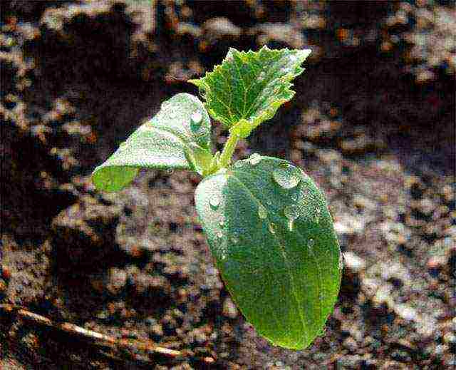 how to prepare the soil for planting cucumbers in open ground in