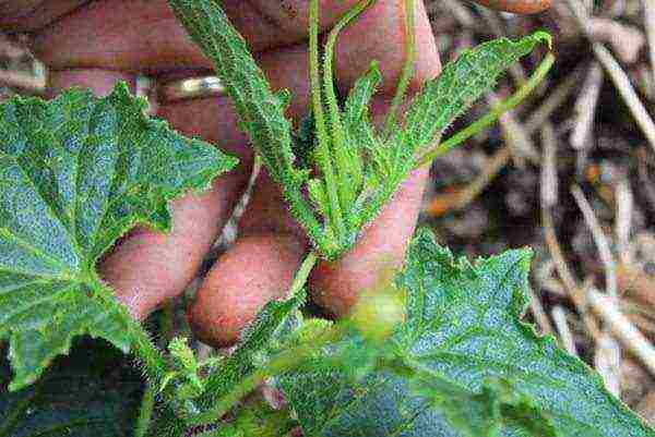 how to prepare the soil for planting cucumbers in open ground in