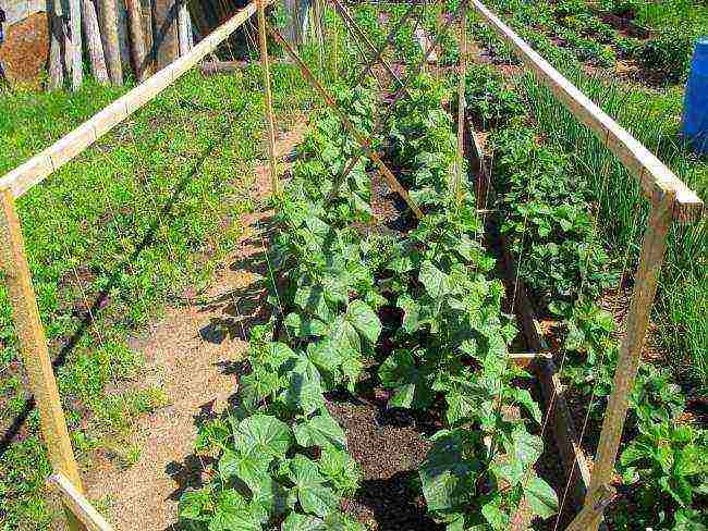 how to prepare the soil for planting cucumbers in open ground in