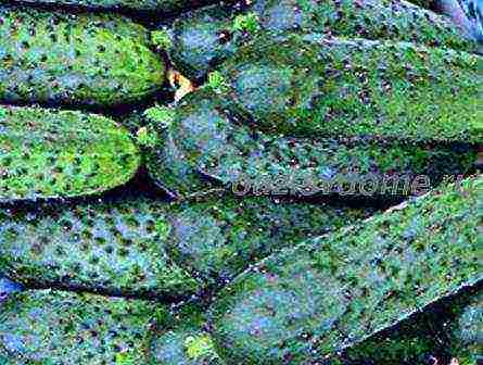 how to prepare the soil for planting cucumbers in open ground in