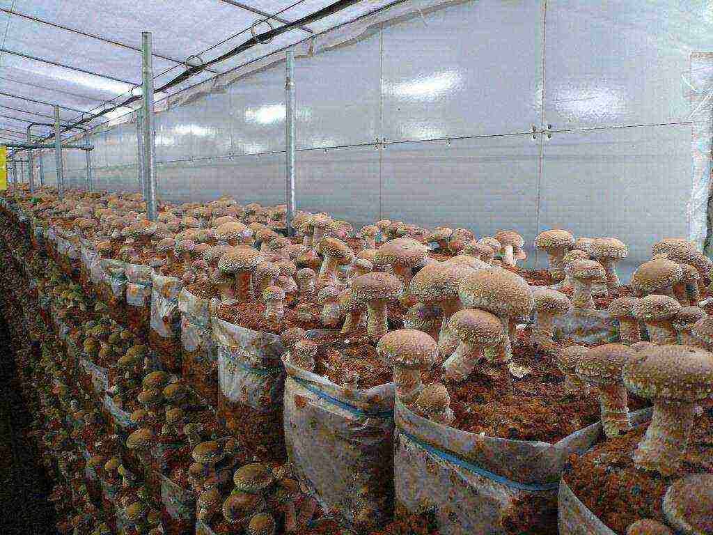 how to grow mushrooms at home