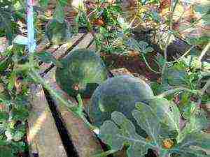 how to properly grow watermelons and melons in a greenhouse