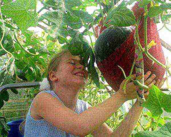 kung paano maayos na mapalago ang mga pakwan at melon sa isang greenhouse