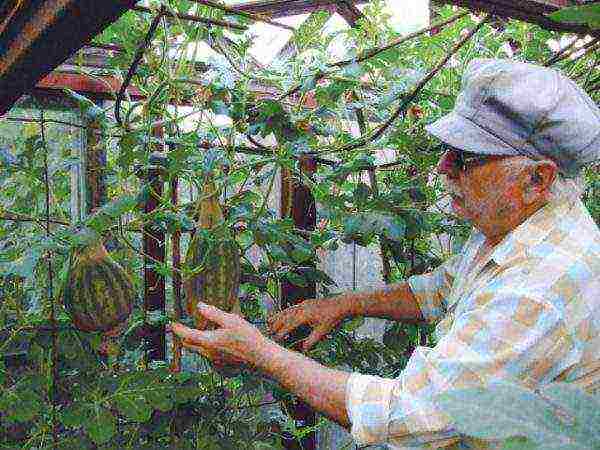 kung paano maayos na mapalago ang mga pakwan at melon sa isang greenhouse