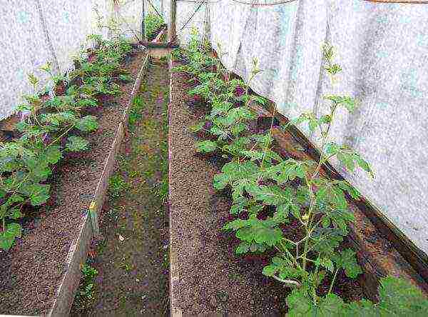 how to properly grow watermelons in the middle lane