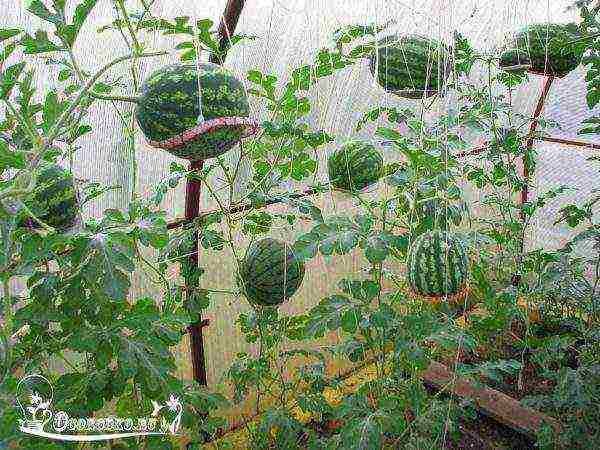 how to properly grow watermelons in the middle lane