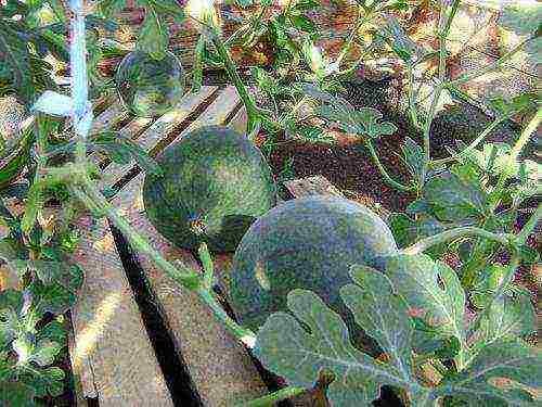 how to properly grow watermelons in the middle lane