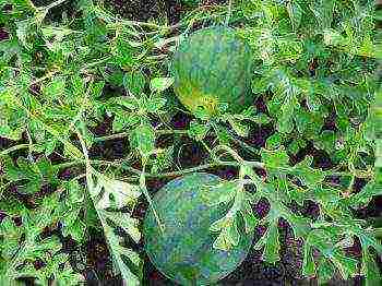 how to properly grow watermelons in the middle lane