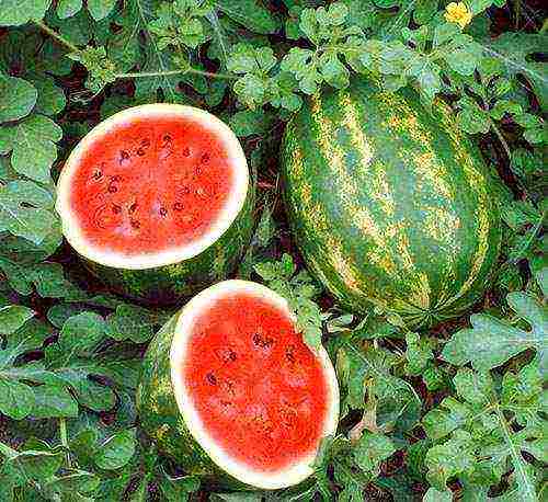 how to properly grow watermelons in the middle lane