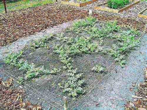 how to properly grow watermelons in the middle lane