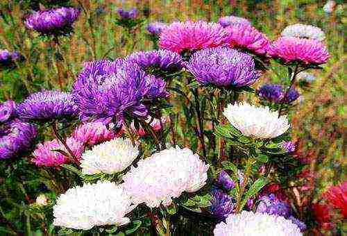 how to properly grow asters outdoors