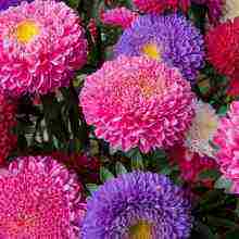 how to properly grow asters outdoors