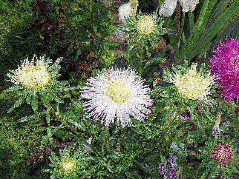 how to properly grow asters outdoors