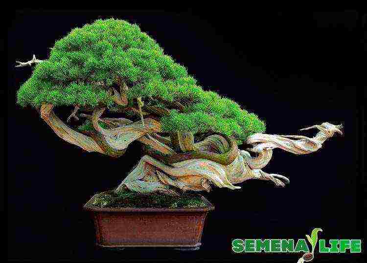 how to properly grow bonsai from seeds at home