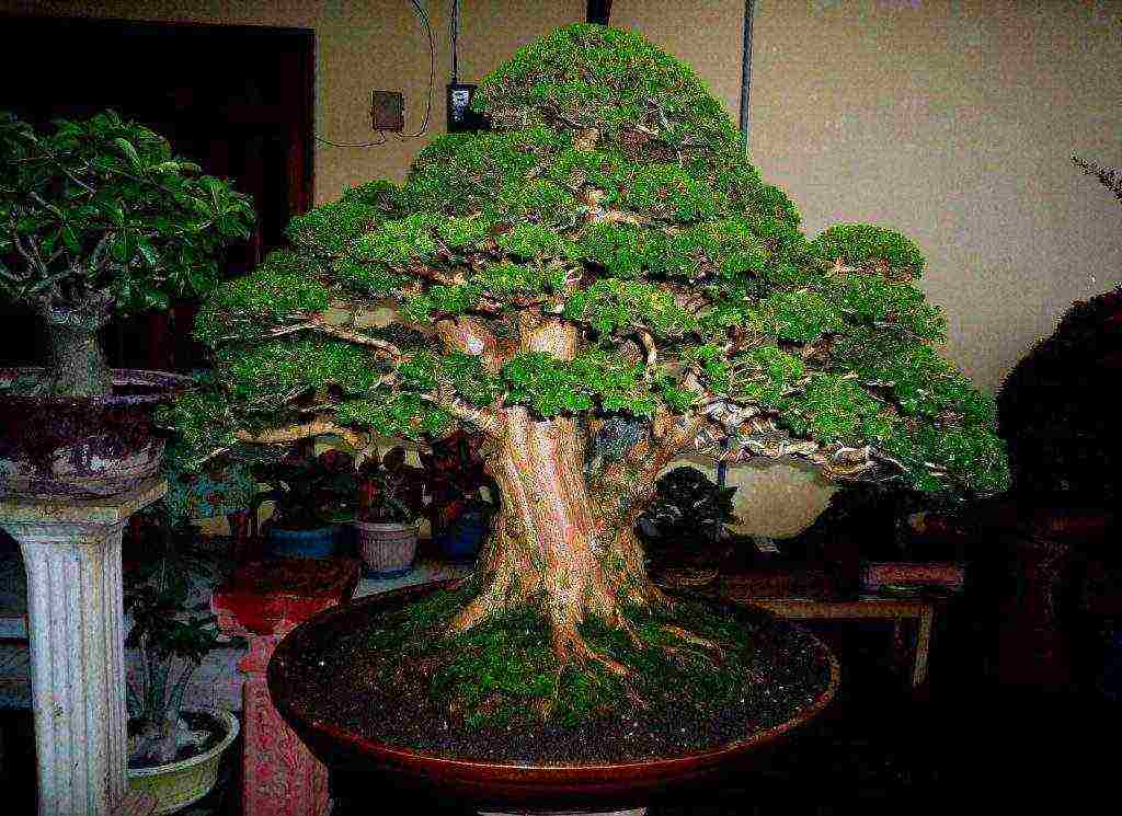 how to properly grow bonsai from seeds at home