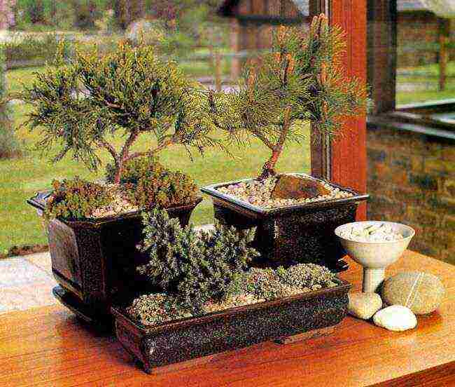 how to properly grow bonsai from seeds at home