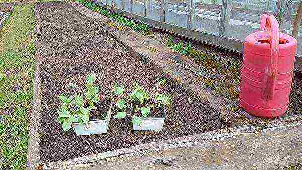 how to properly grow a beet in the open field