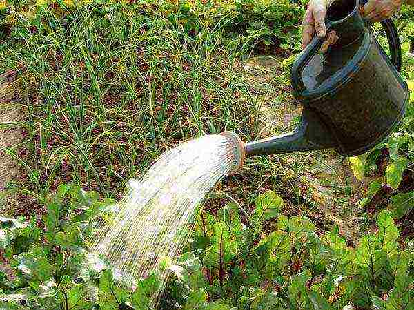 how to properly grow a beet in the open field