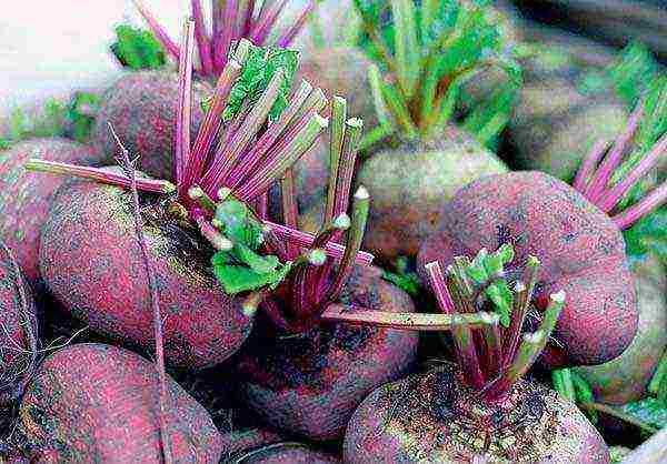 how to properly grow a beet in the open field