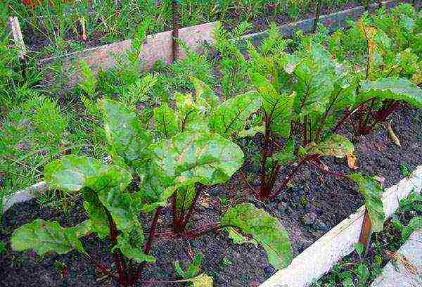 how to properly grow a beet in the open field