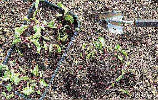 how to properly grow a beet in the open field