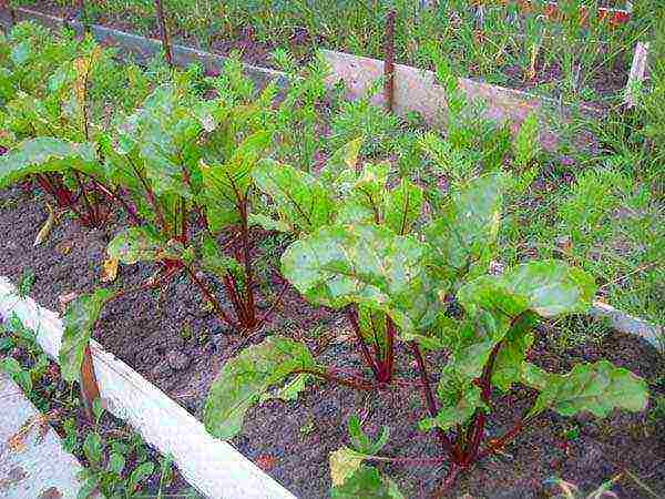 how to properly grow a beet in the open field