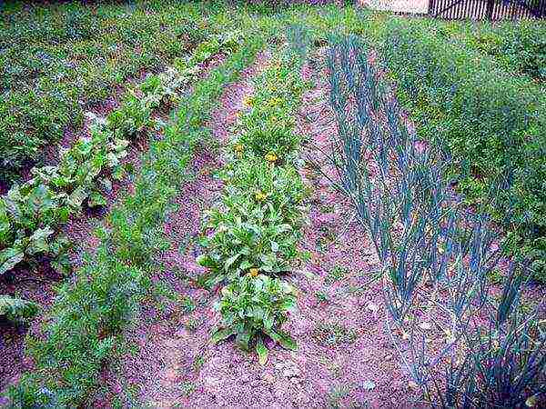 how to properly grow a beet in the open field